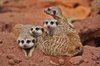 Meerkat Manor 1