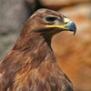 Eagle Eye
