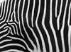 Zebra Stripes
