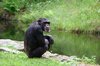 Chimpanzee