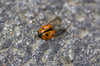 Ladybird
