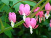 Bleeding hearts 3