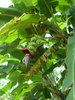 Dominican Republic Bananas