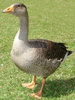 Goose