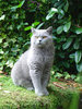 Biffi Getting Bigger