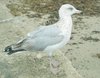 Seagull