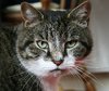 Tabby Cat