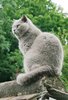 Biffi - British Shorthair 3