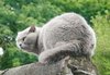 Biffi - British Shorthair 5