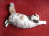 Bella - Maine Coon