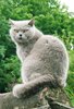 Biffi - British Shorthair 1