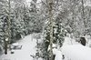 Snow Scene