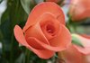 Rose 3
