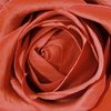Rose detail