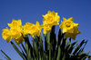 Daffodils 2