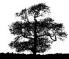 Chestnut Silhouette