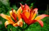 flowers in the garden 1