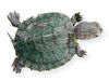 My niece's turtle