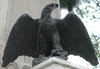 Mexican eagle