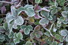 Frozen strawberrys