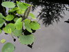 water gardens 4