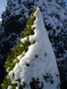 O Christmas Tree!