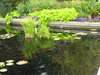 lily pads 3