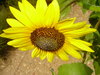 black-eyed-susans 3