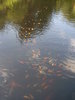the garden ponds 2