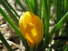 Crocus 2