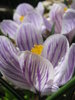 Crocus 4