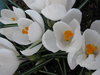 Crocus flowers 4