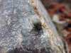 The Fly 2
