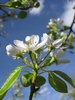 Bloomin' Trees 4