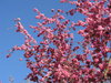 Bloomin' trees 2