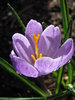 May Flowers 8