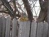 Hidy Ho, Neighbor! 2