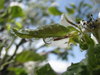 May Flowers 11