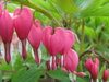 Hearts On A String 1