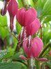 Hearts On A String 7