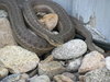 snake 2