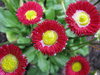 Garden dice 1