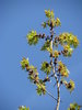 Maple Leaves 1