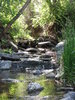 Ducks on the Stream
