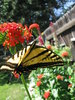 Flying Flower 2
