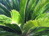 Texas Garden 1