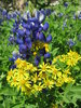 Texas Blue Bonnets 3