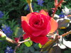 Texas Garden 2