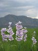 Springtime in the Rockies 2
