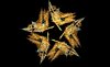 Seastar